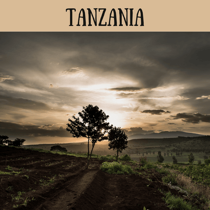 Tanzania - Levata Caffè